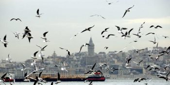 Kanat Çırpışıyla Şiirlere Dokunabilmiş Martılar ve 13 Martılı Şiir