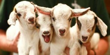 Utanmasak Balkonda Keçi Besletecek 29 Über Sevimli Keçi Kardeş