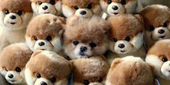 Saklambaç Oynayan ve Bunda Çok Başarılı Olduğunu Sanan 20 Köpek Kardeş