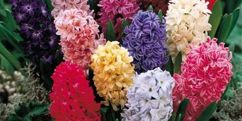 Rengarenk Halleri Birbirinden Güzel Hikâyeleriyle 13 Ünlü Kış Çiçeği