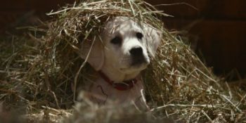 Super Bowl Çılgınlığına Hazırlık Niyetine Markalardan Dikkat Çeken 14 Reklam