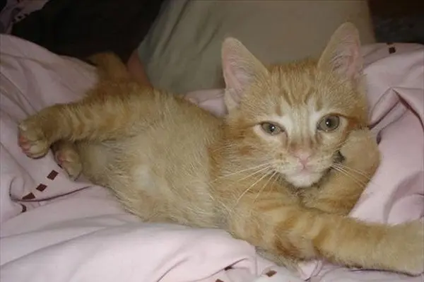 yatan kedi
