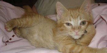 Yoksa Bu Hayvanlar Bize Halleniyor mu Dediğimiz 27 Baştan Çıkarma Hali