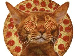 kedi-pizza