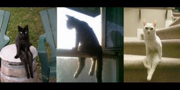 Oturan Boğa Olur da Oturan Kedi Olmaz mı Sorusuna Yanıt Veren 26 Kedi