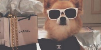16 Fotoğrafla Bir Patisi Yağda Bir Patisi Balda Instagram’ın Zengin Köpekleri
