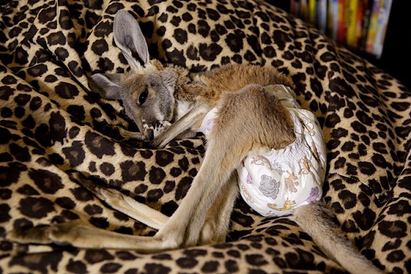Roo-in-Nappies