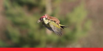 Ağaçkakan İle Gelincik Kardeşin Macerasına Farklı Bir Gözle Bakmanızı Sağlayacak  11 Caps