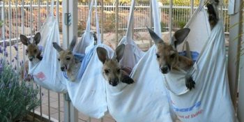 14 Aşırı Tatlı Görselle Hayatını Öksüz Kanguru Yavrularına Adayan Adam