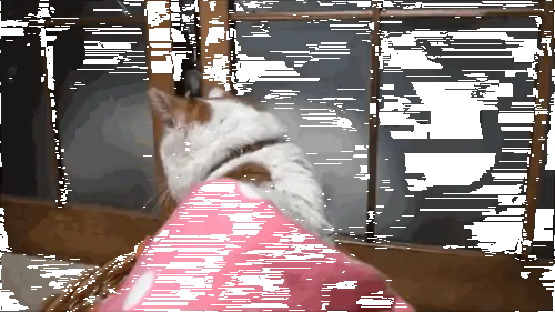 cat-wake-up