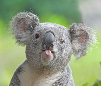 funny-koala-s
