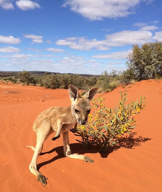 kanguru bebegi