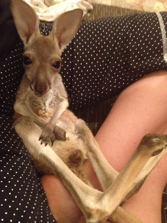 kanguru yavrusu 2