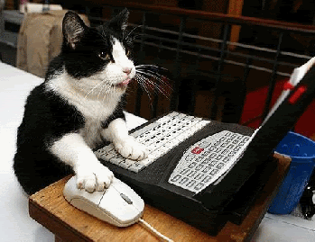 kedi-bilgisayar-komik