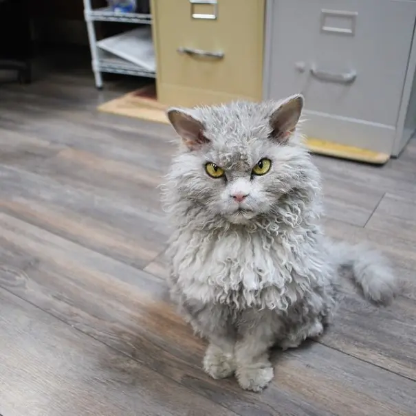 koyun-kedi-albert