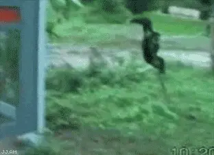maymun-hayvan-komik-gif