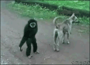 maymun-hayvan-komik-gif