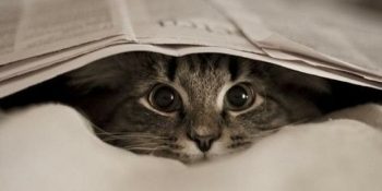 Kedinizin Muhtemelen Sizden Sakladığı Mırıl Mırıl 10 Sır