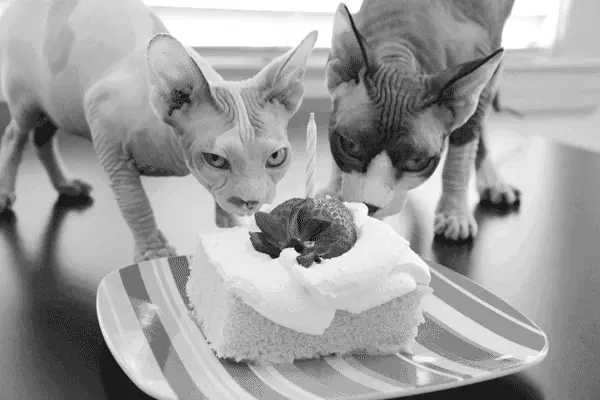 sphinx-kedi