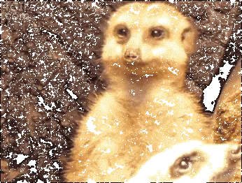 uykucu-hayvanlar