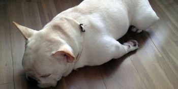 Hafta Sonu Dağıtıp Pazartesi Sabahı Uyanmakta En Az Bizim Kadar Zorlanan 19 Köpek Kardeş