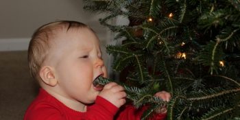 12 Maddede İnsanoğlunun Vejetaryenlikle İmtihanı