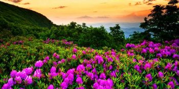 Umut Çiçekleriyle Açan En Güzel Bahar Şiirleri