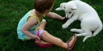 Tek Patisi Olmayan Yavru Köpekle Sıkı Bir Dostluk Kuran Protez Bacaklı Küçük Sapphyre’in Öyküsü