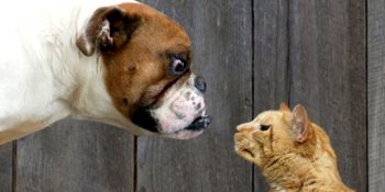 Aynı Anda Hem Kedi Hem Köpek Beslemek ile İlgili 13 Gerçek