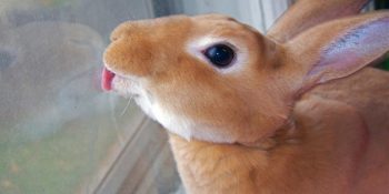 Hayvanların Camlara Karşı Olan Zaafını Gösteren 17 Kafası Güzel Fotoğraf