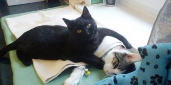 Hasta Hayvanlara Bakıcılık Yapan Hemşire Kedi Radamenes’in Sevimli Öyküsü