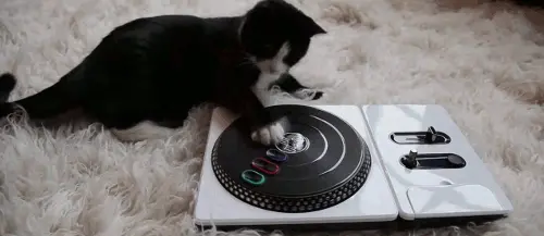 kedi-dj