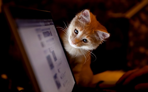 kedi-laptop