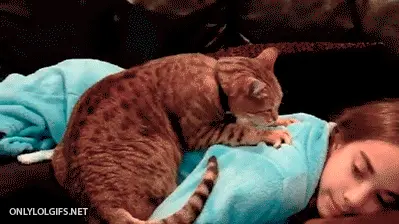 kedi-mesaj