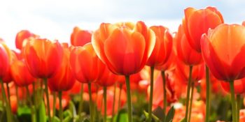 Şehri Renk Cümbüşüne Çeviren Laleler