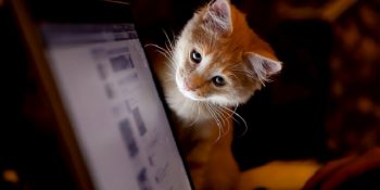 SGK ve Full Akbilleri Olmasa da Meslek Sahibi Olan 26 Kedi Dostumuz