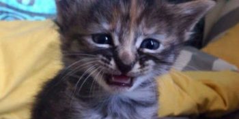 Oğlak Burcu İnsanlarının Dünyanın En Bahtsız Kişileri Olmasının 12 Sebebi