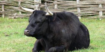 Erkeklerin Öküz Lafını Yememeleri İçin Yapmaları Gereken 13 Basit Şeycik