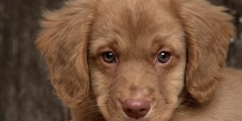 Can Dostlarımızın Bizleri Karşılıksız Sevmek Dışında Sağlımıza Da İyi Geldiğinin 9 Kanıtı