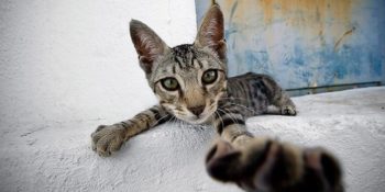 Sokak Hayvanlarına Mama Bağışı Karşılığında Düğün Fotoğraflarınızı Çeken Harika Proje: Doyuran Kareler