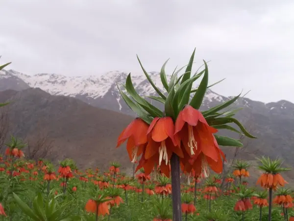 tulipa dag