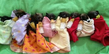 9 Minnoş Fotoğrafla ‘Isırsalar Sesimizi Çıkarmayacağımız’ Yavru Yarasalar