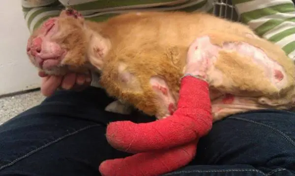 1hemsirecat-housefire-survivor-comforts-animals-russel-11