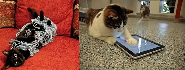 2-kedi-90