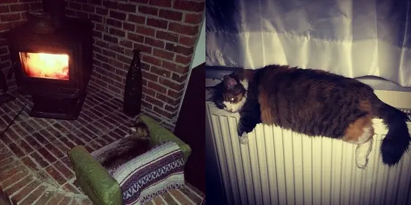 3-kedi-90