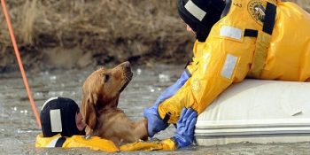 Ölmek Üzere Olan Hayvanları Kurtarmak İçin Canını Tehlikeye Atan 12 Güzel İnsan
