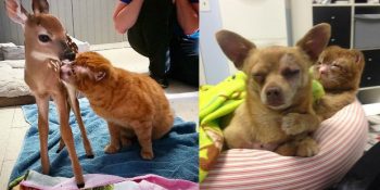 Güzel Haberler: Yangından Kurtarılan Kedi Russel Şimdi Diğer Hayvanları İyileştiriyor