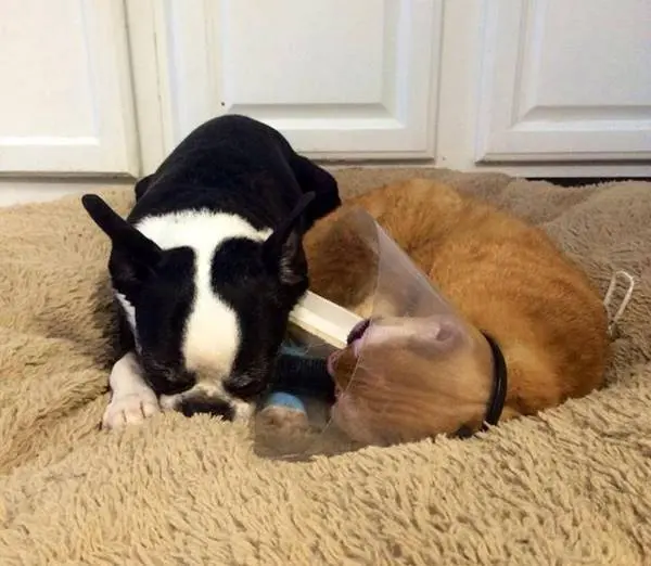 hemsirecat-housefire-survivor-comforts-animals-russel-5