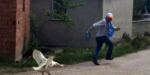 kazlar-akpli-kovaladi