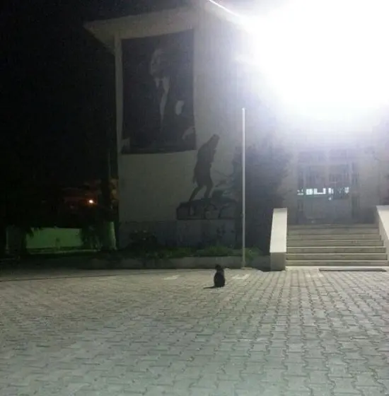 kedi-ataturk-heykel